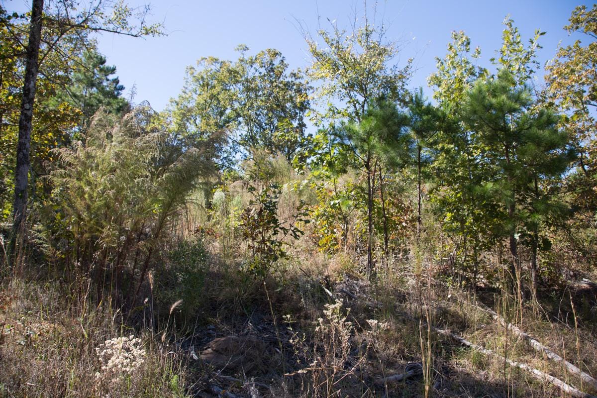 Stone Creek Phase I Tract 113 photo 6