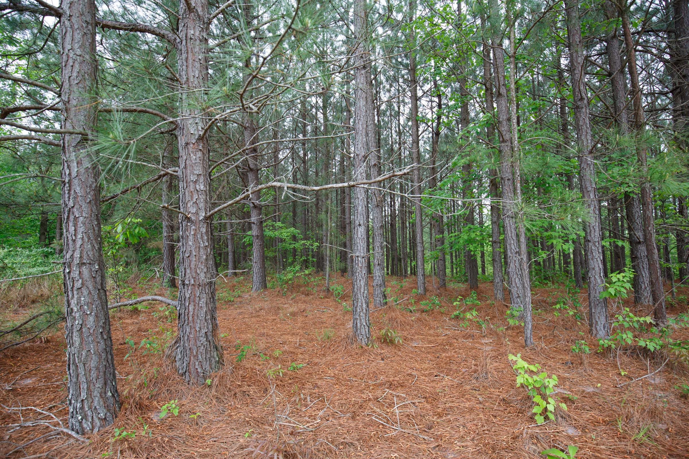 Red Barn Ranch Tract 60 photo 2
