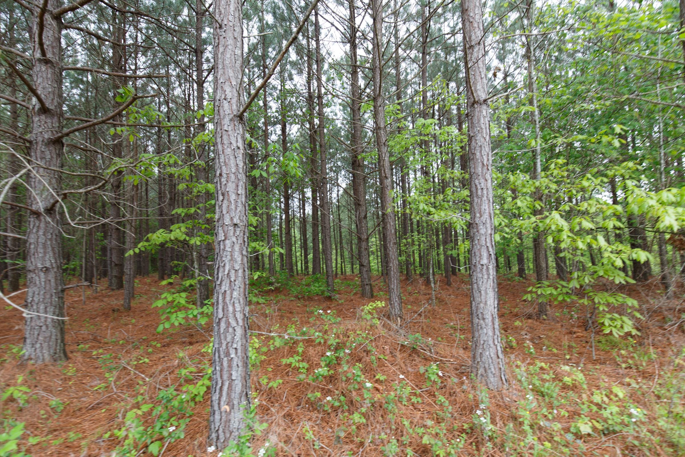 Red Barn Ranch Tract 60 photo 3