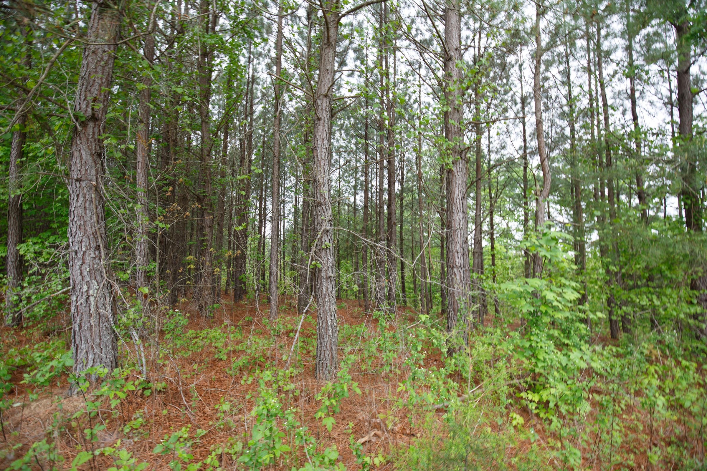 Red Barn Ranch Tract 60 photo 4