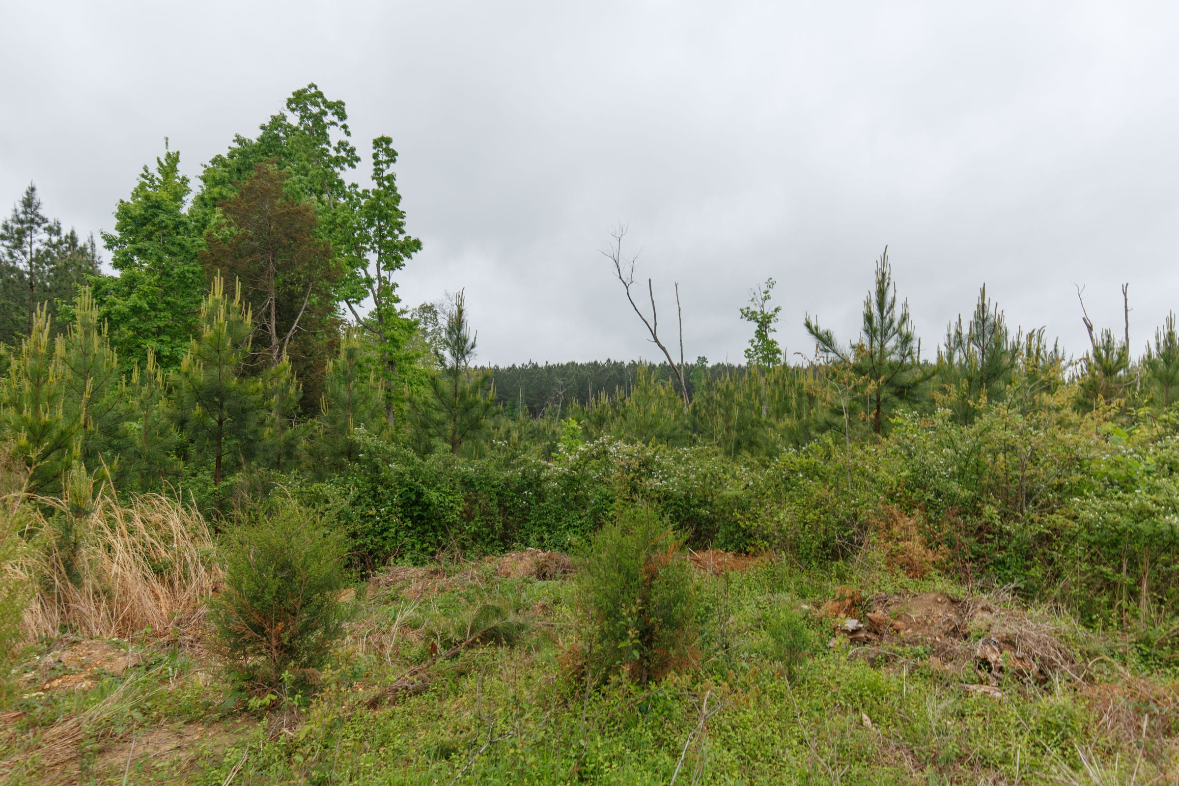 Red Barn Ranch Tract 60 photo 6