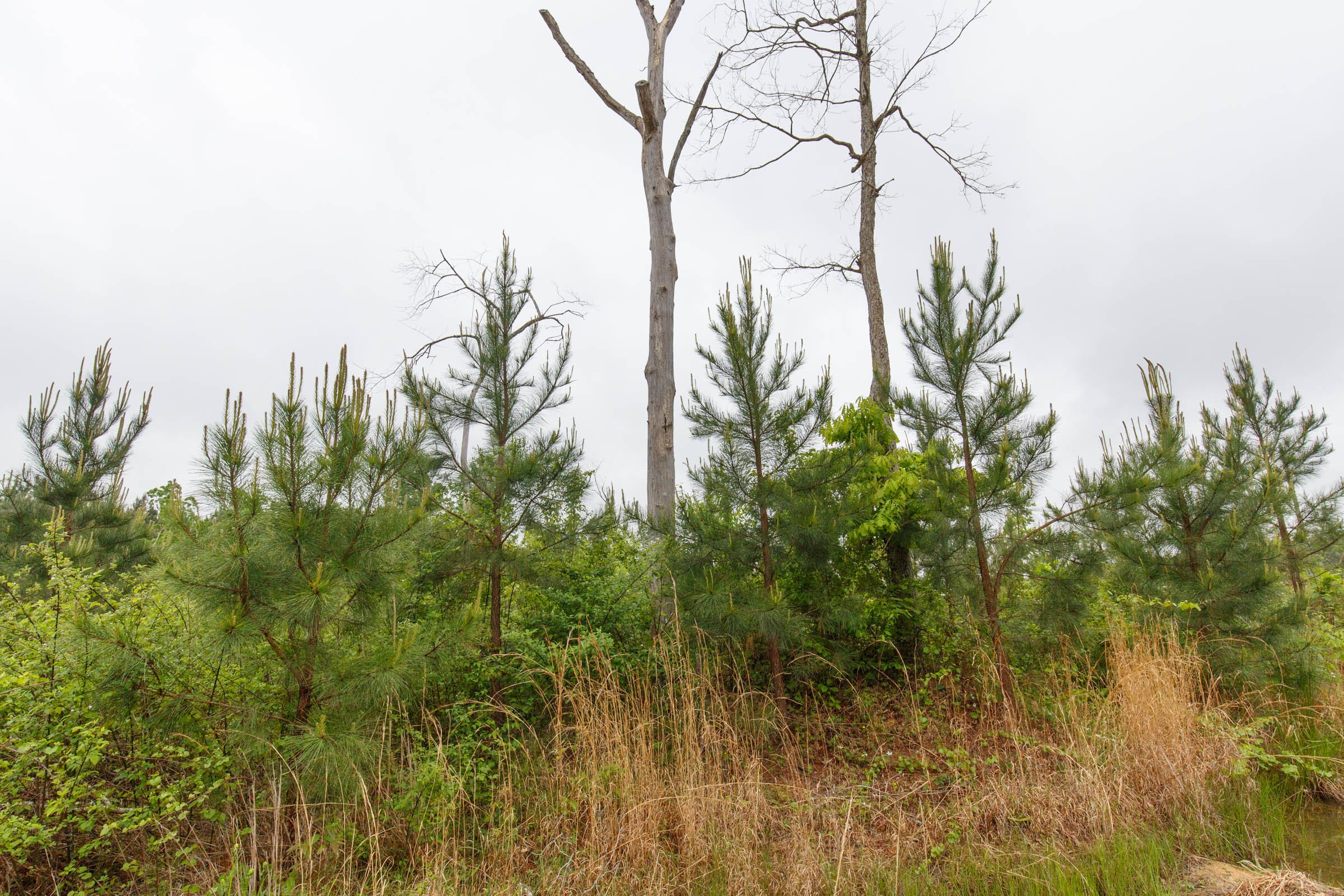 Red Barn Ranch Tract 60 photo 10