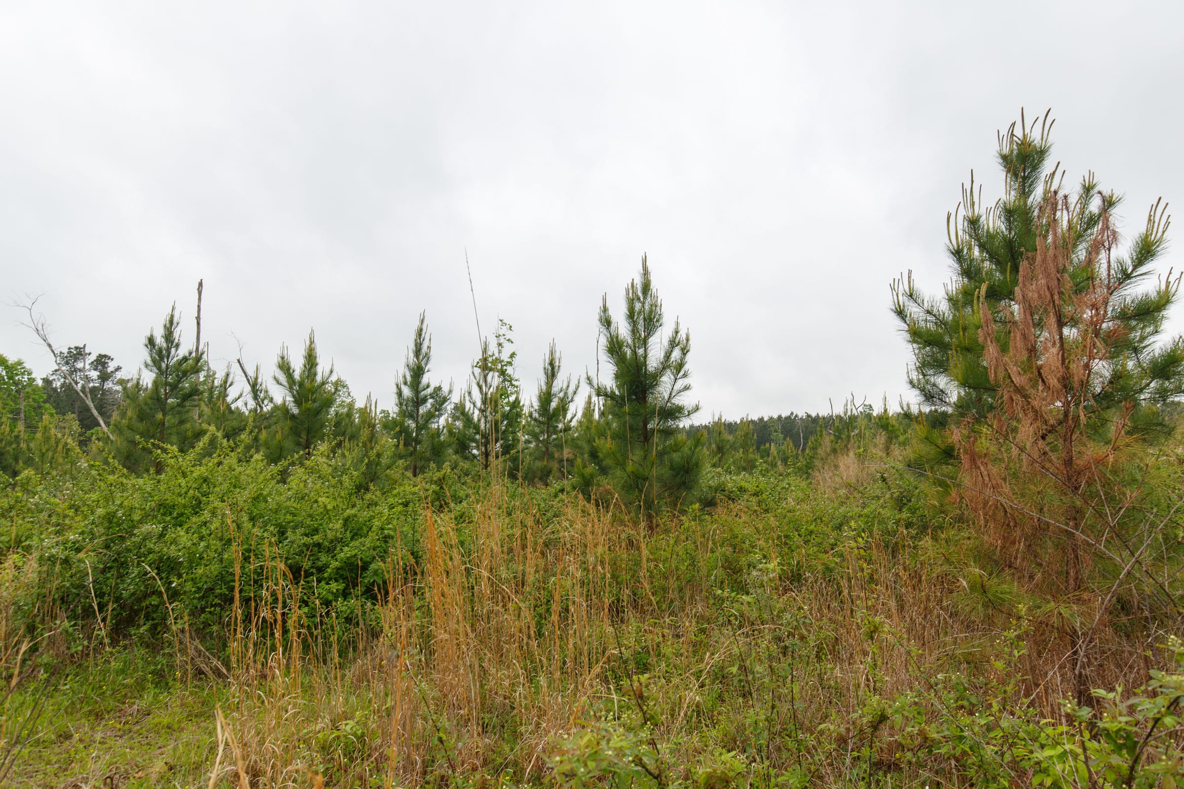 Red Barn Ranch Tract 60 photo 11