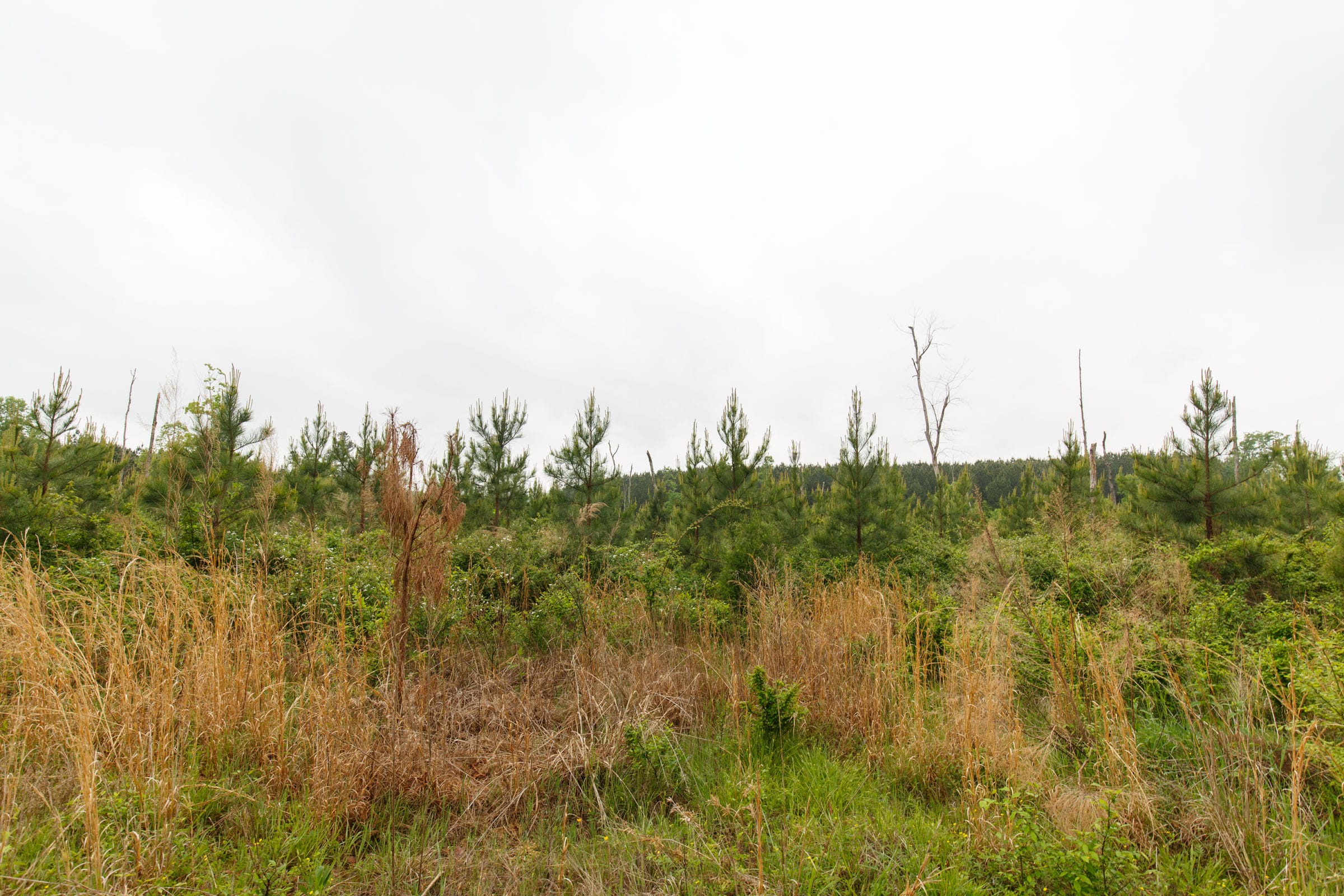 Red Barn Ranch Tract 60 photo 12