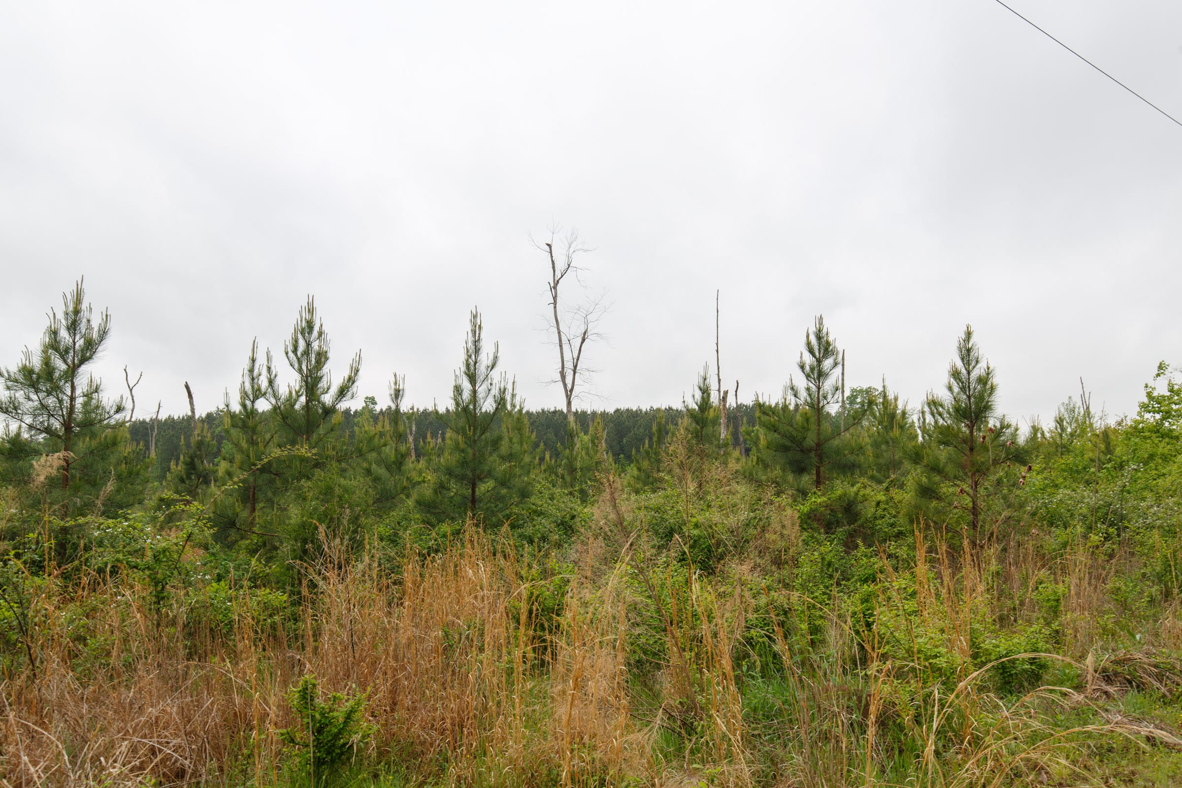 Red Barn Ranch Tract 60 photo 14