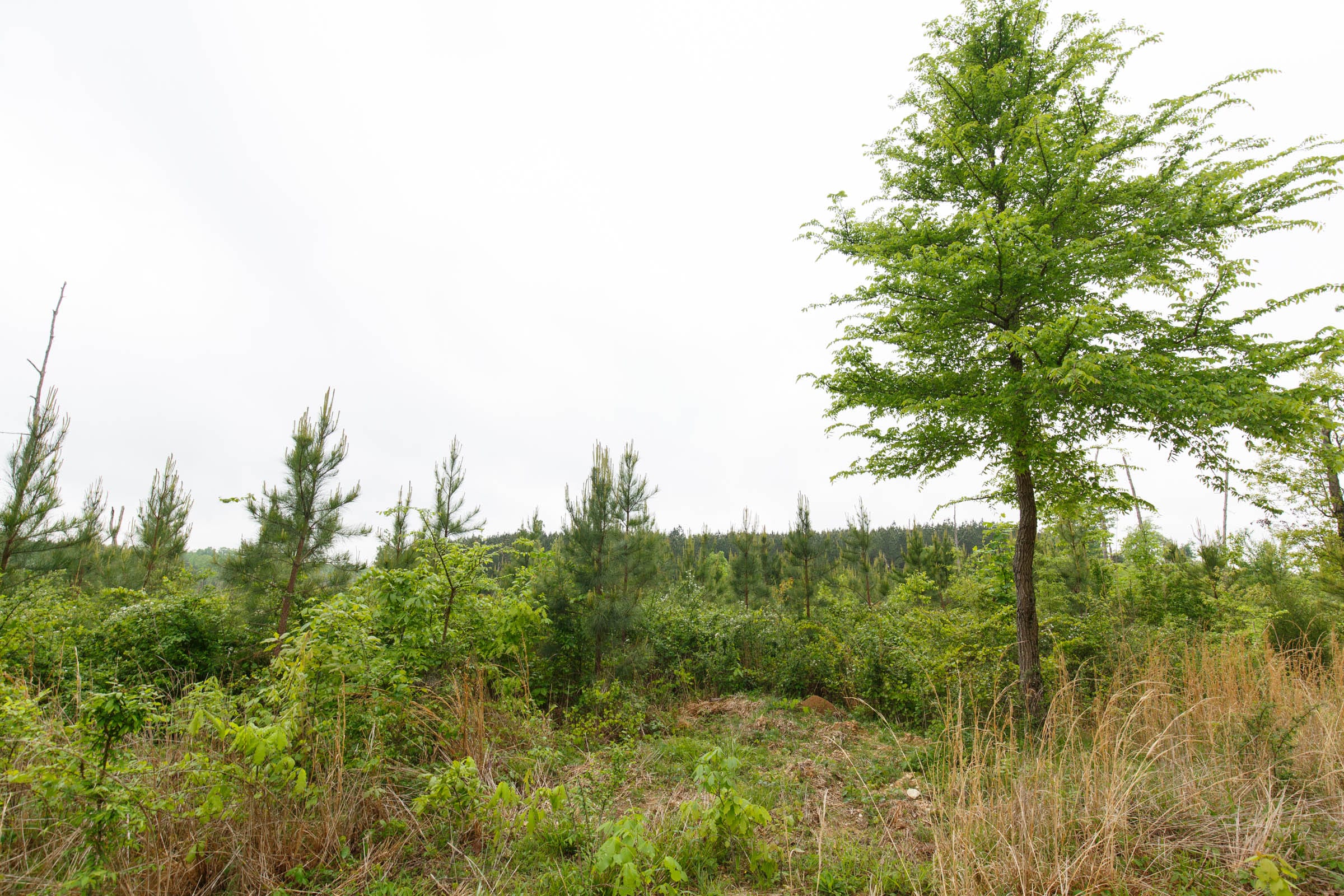 Red Barn Ranch Tract 60 photo 15