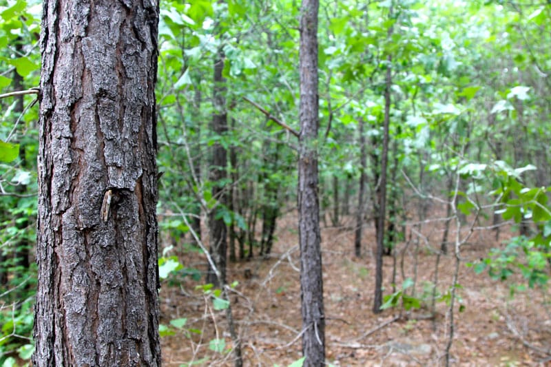 Trophy Ridge Phase II Tract 80 photo 2