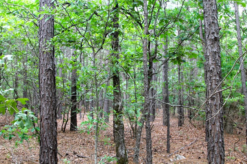 Trophy Ridge Phase II Tract 80 photo 3