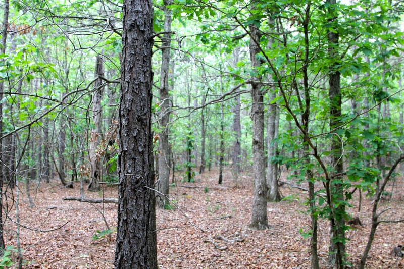Trophy Ridge Phase II Tract 80 photo 4
