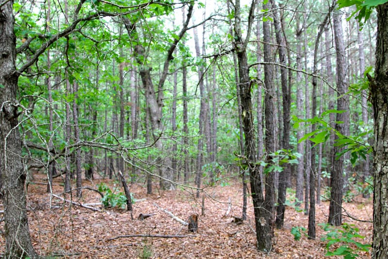 Trophy Ridge Phase II Tract 80 photo 5