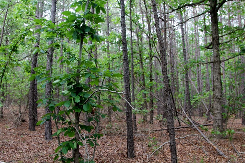Trophy Ridge Phase II Tract 80 photo 6