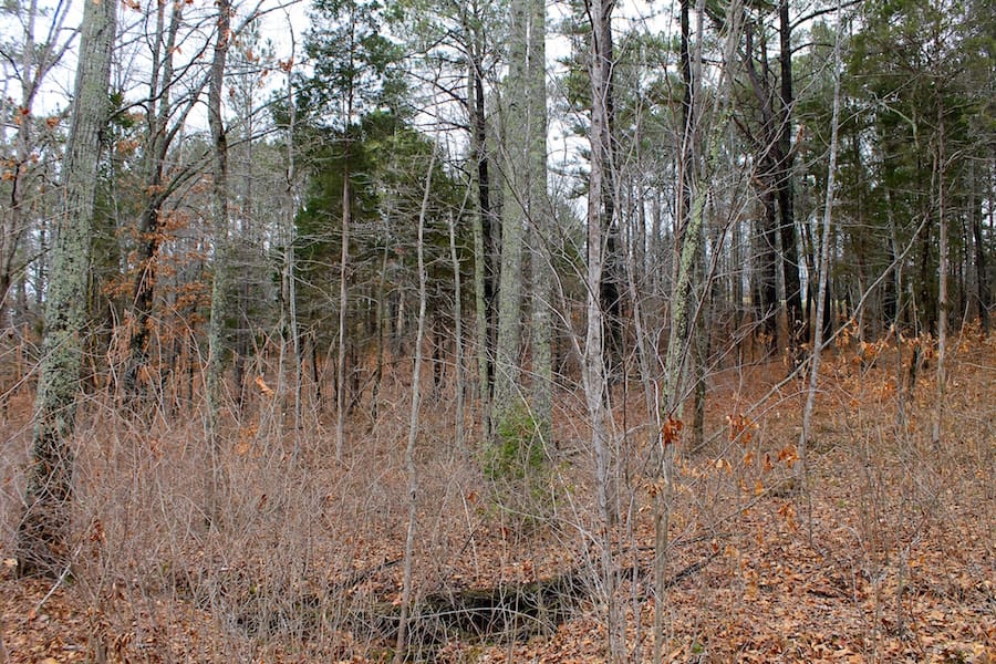 The Tennessean Tract 30 photo 2