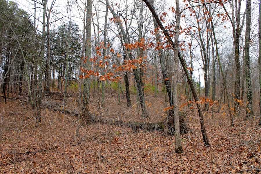 The Tennessean Tract 30 photo 4