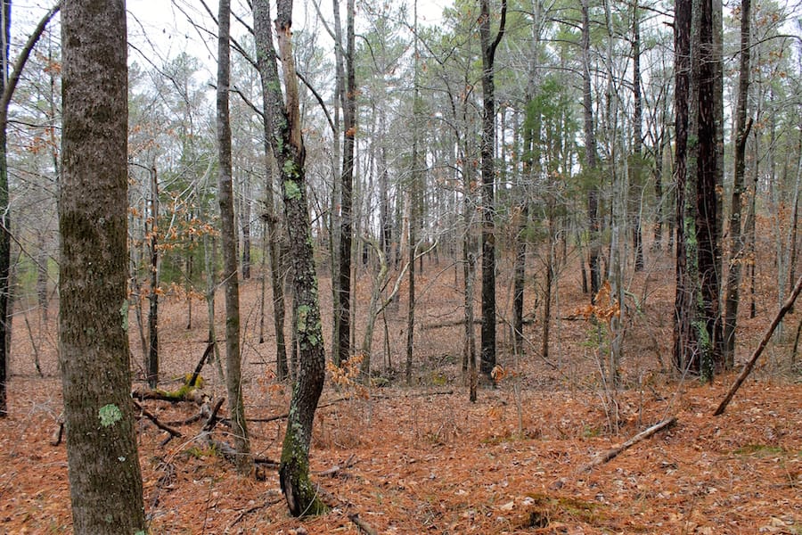 The Tennessean Tract 30 photo 7