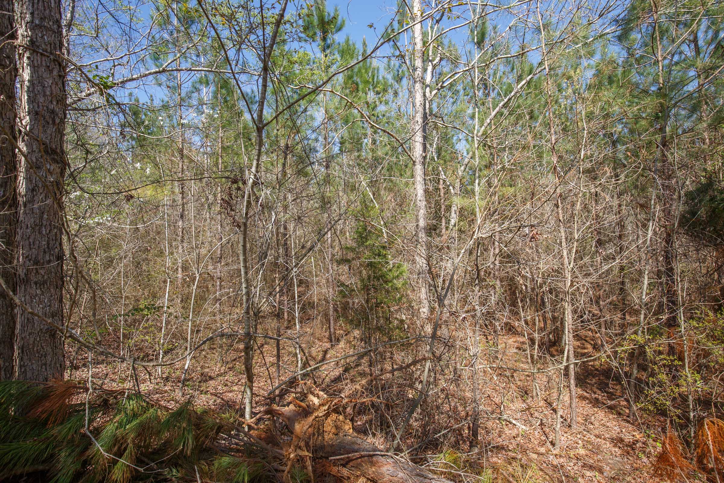 Southern Hills Tract 14 photo 28