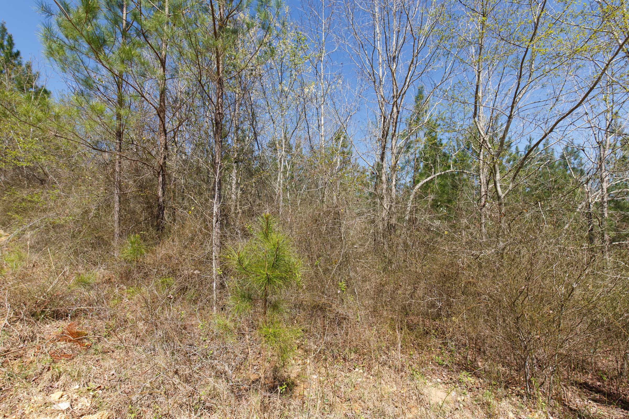 Southern Hills Tract 14 photo 29