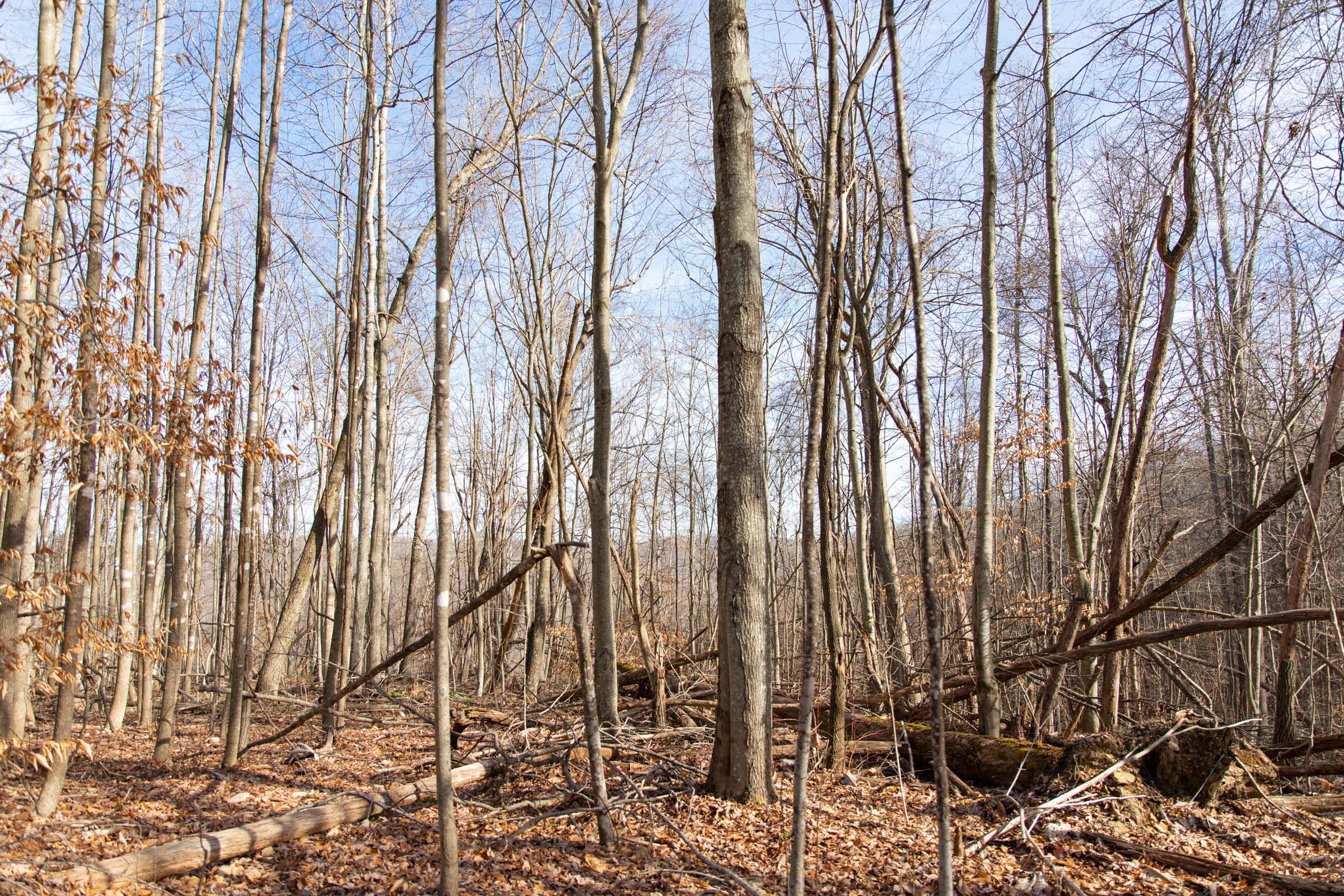 Blackstone Mountain Phase I Tract 32 photo 5