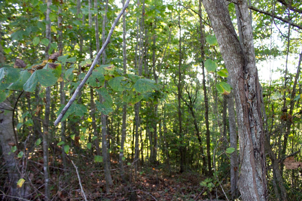Black Oak Ranch Tract 1 photo 3