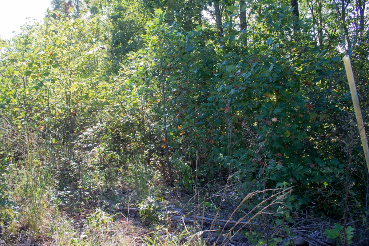 Black Oak Ranch Tract 1 photo 6