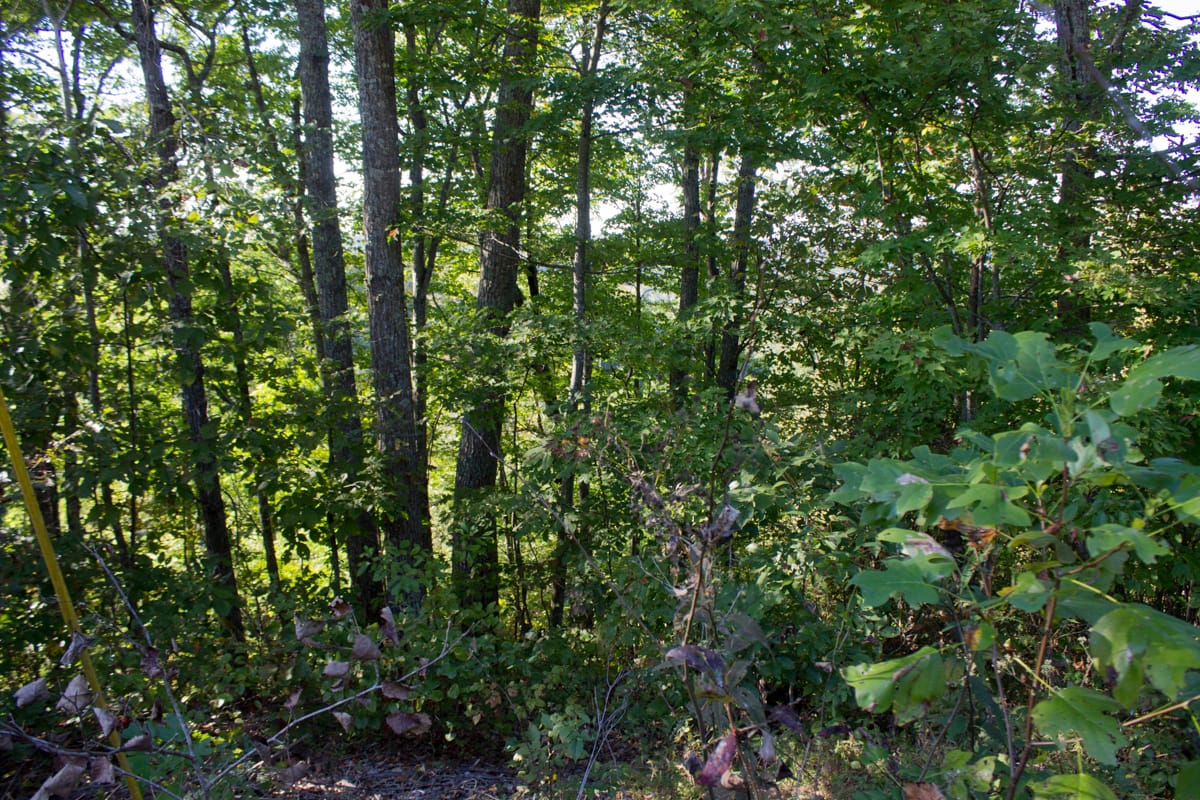 Black Oak Ranch Tract 1 photo 7