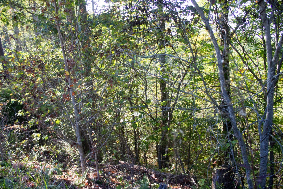 Black Oak Ranch Tract 1 photo 9