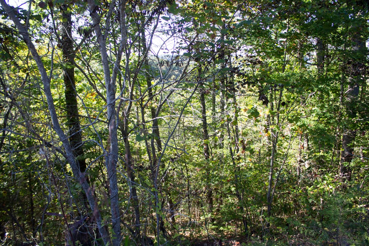 Black Oak Ranch Tract 1 photo 10
