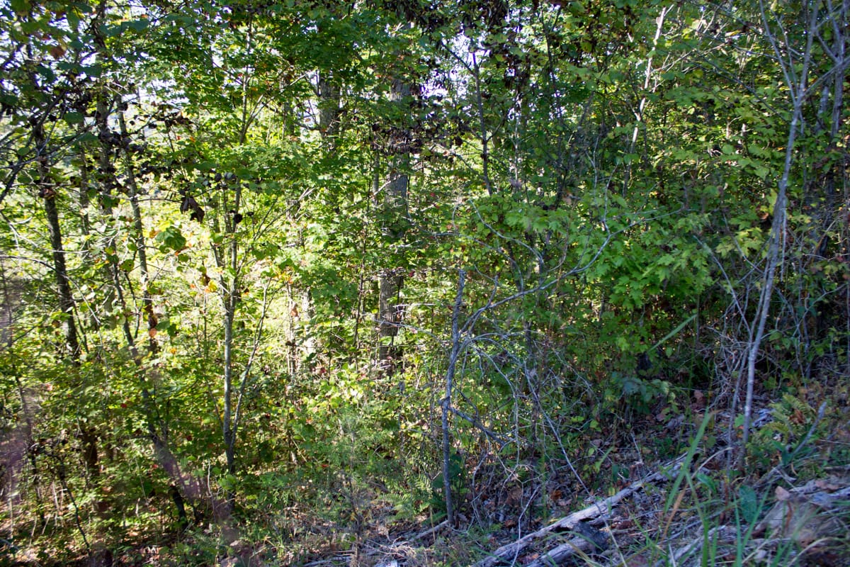 Black Oak Ranch Tract 1 photo 11
