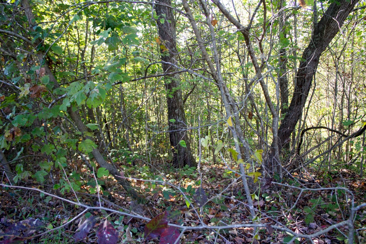 Black Oak Ranch Tract 1 photo 12