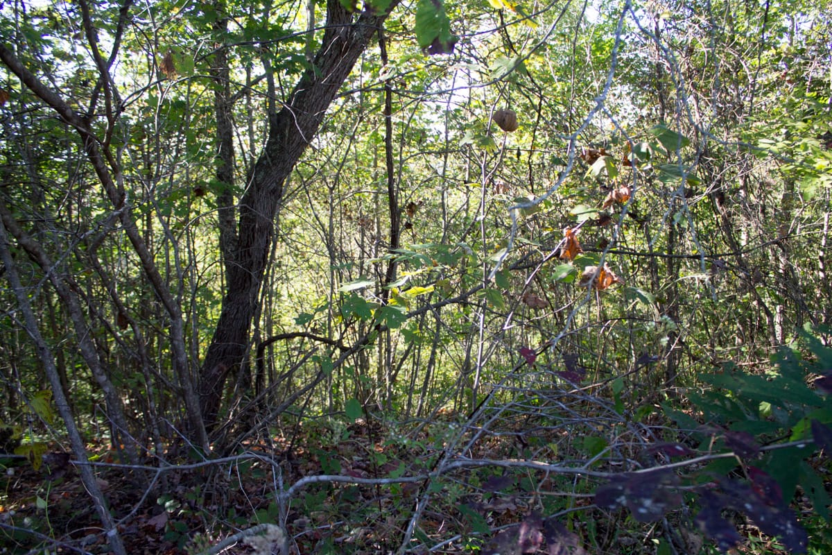 Black Oak Ranch Tract 1 photo 13