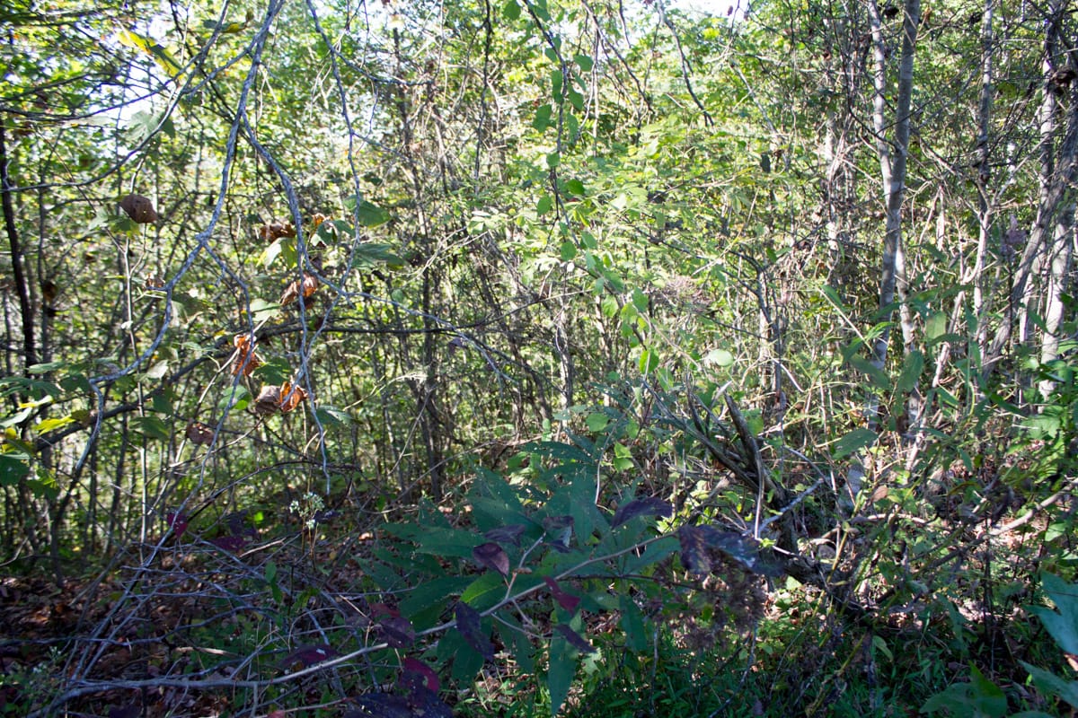 Black Oak Ranch Tract 1 photo 14