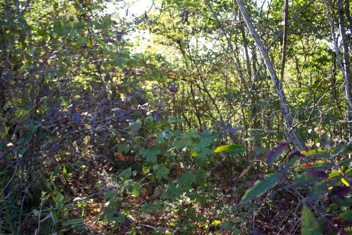 Black Oak Ranch Tract 1 photo 15