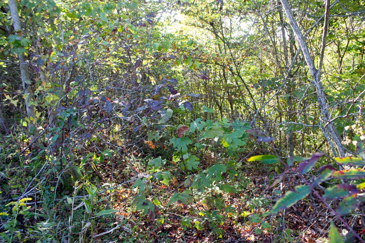Black Oak Ranch Tract 1 photo 16