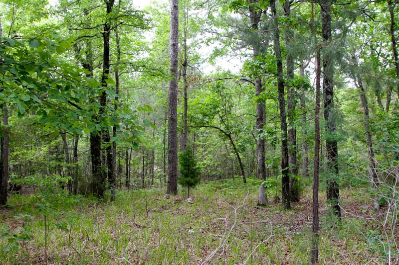 Trophy Ridge Phase II Tract 76 photo 2
