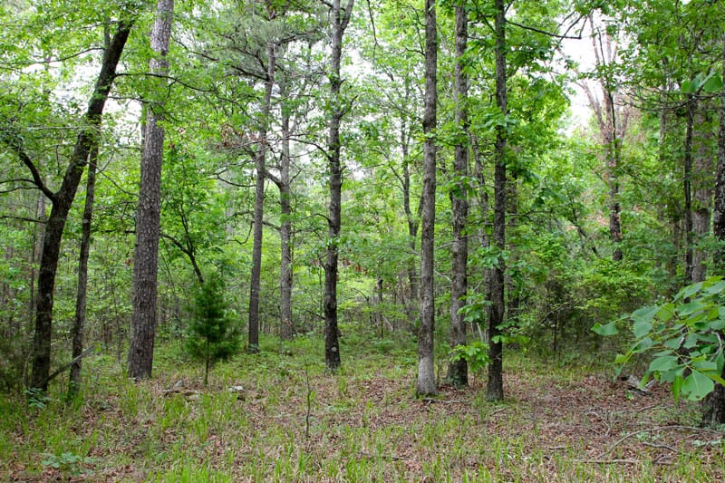 Trophy Ridge Phase II Tract 76 photo 3