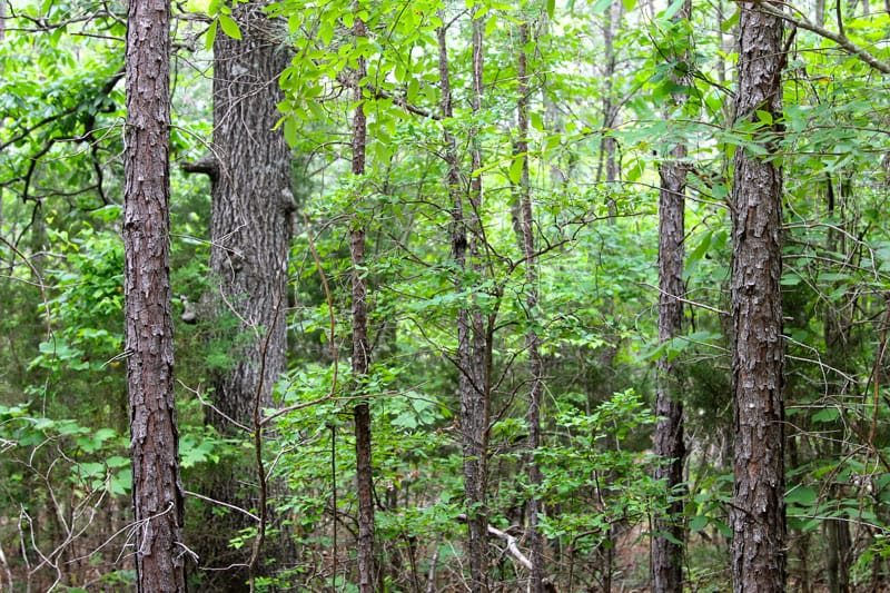 Trophy Ridge Phase II Tract 76 photo 7