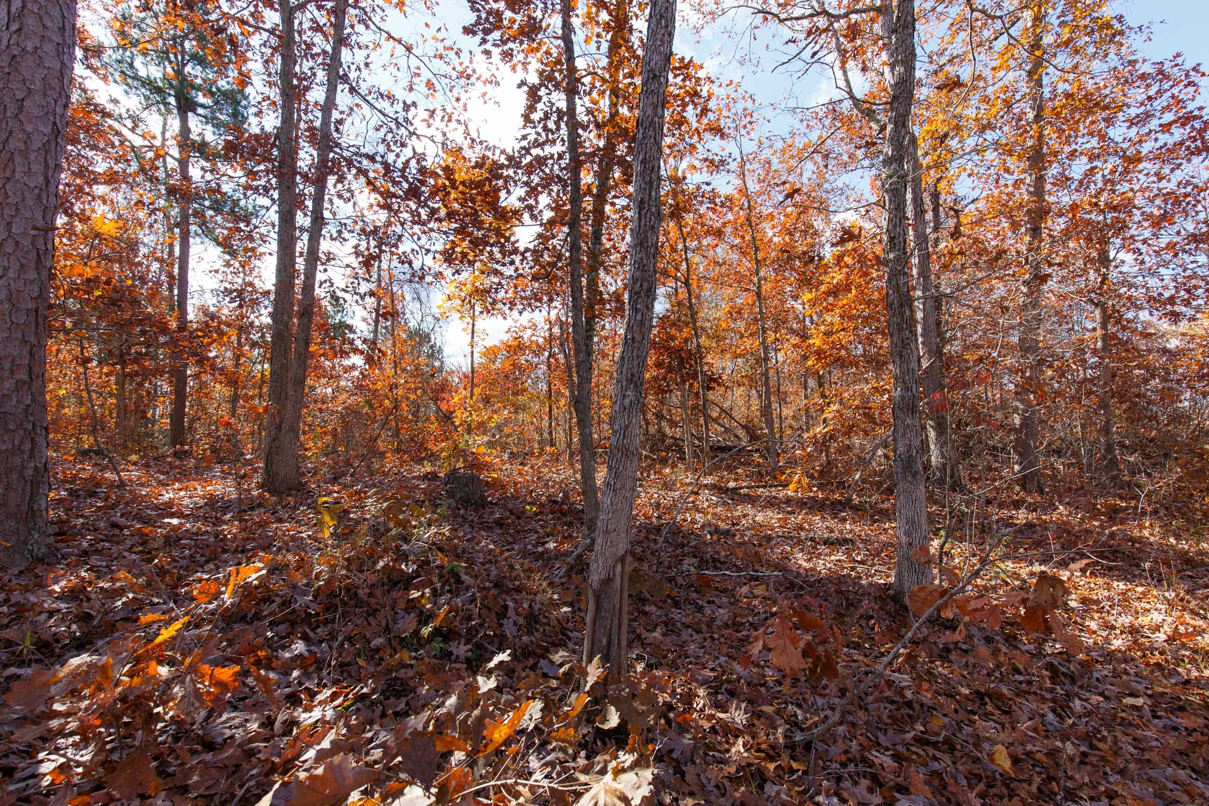 Hawkcrest Tract 40 photo 11