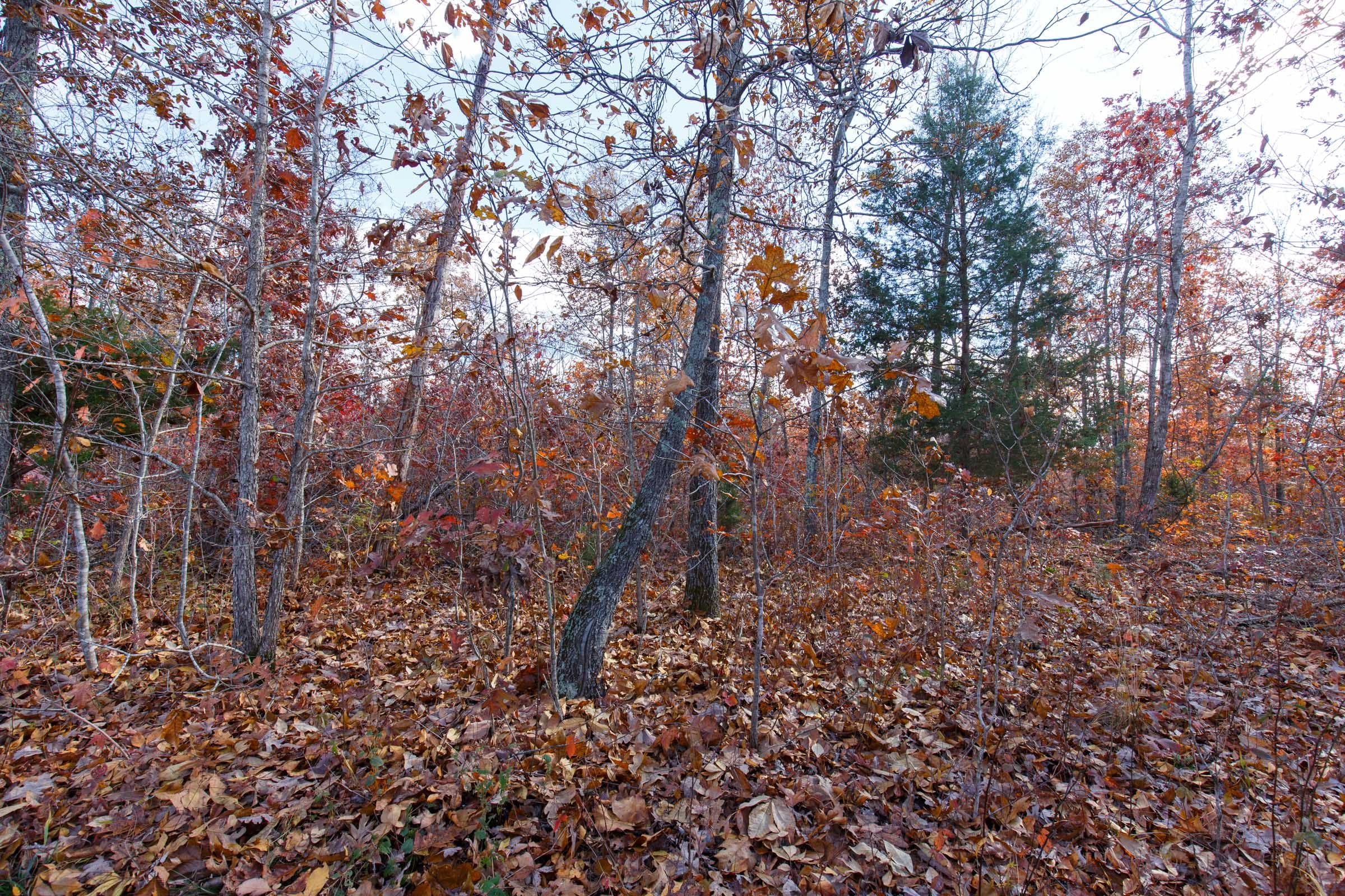 Hawkcrest Tract 40 photo 17