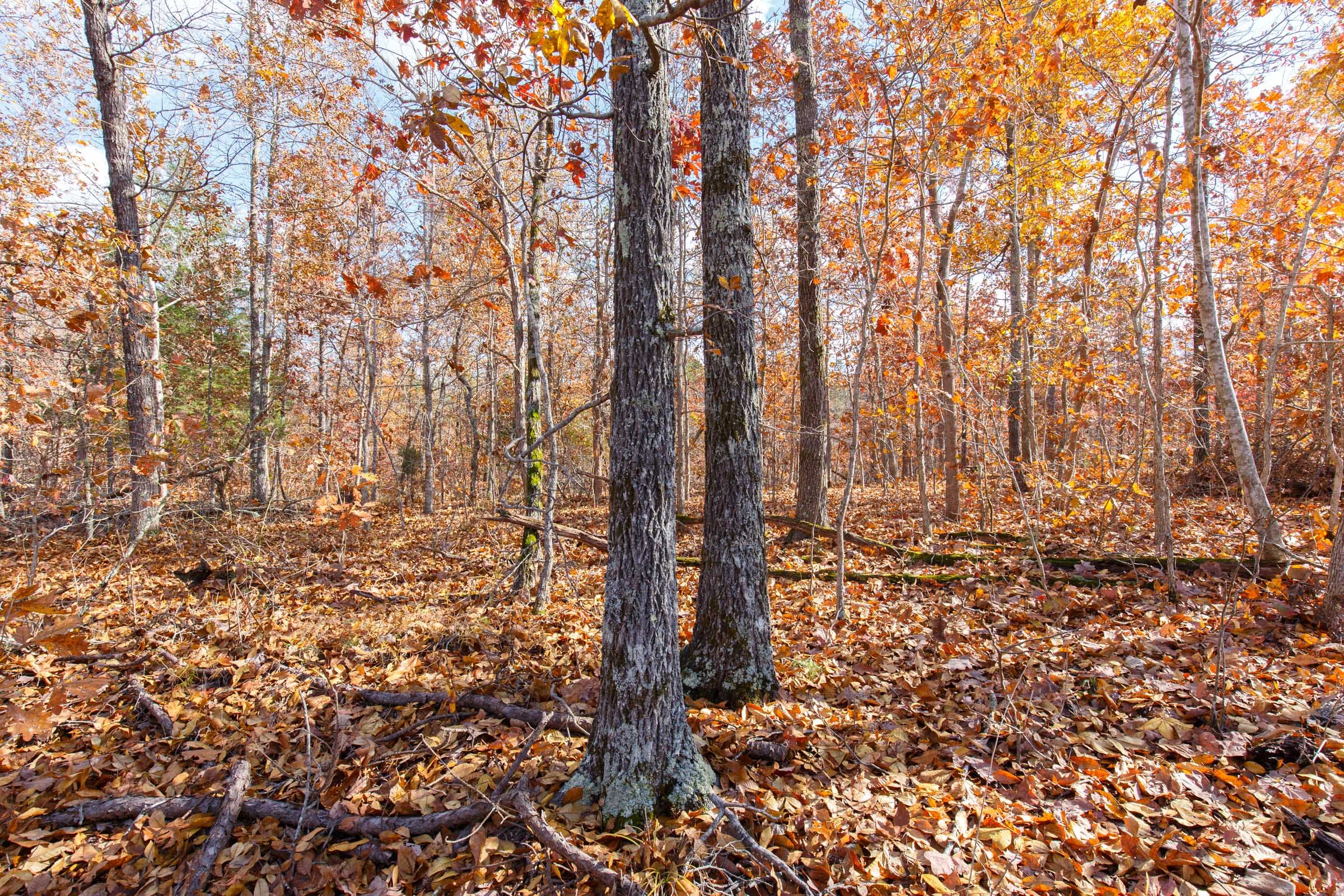 Hawkcrest Tract 40 photo 16