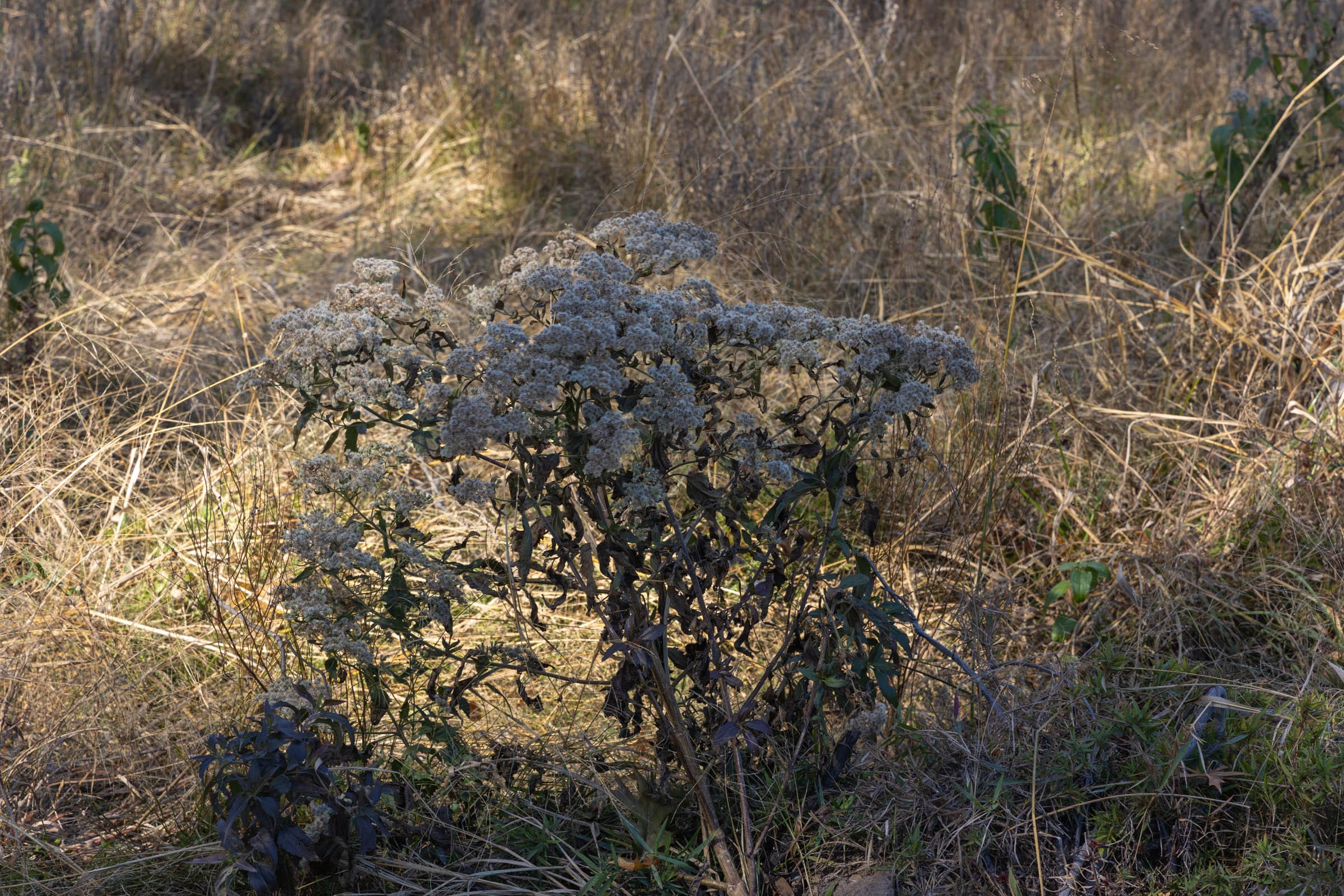 Harmony Hills Tract 43 photo 6