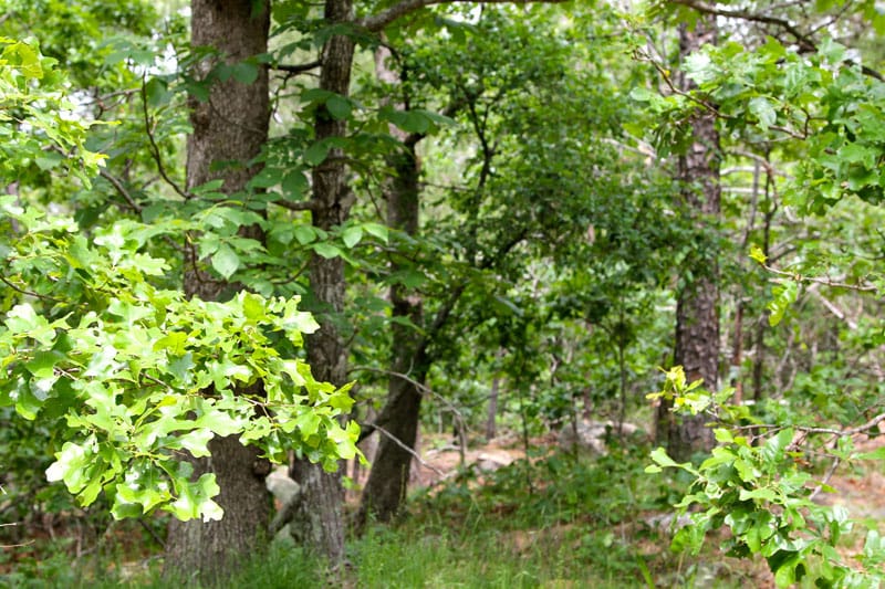 Trophy Ridge Phase II Tract 95 photo 2