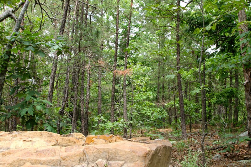 Trophy Ridge Phase II Tract 95 photo 3