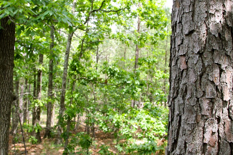 Trophy Ridge Phase II Tract 95 photo 4
