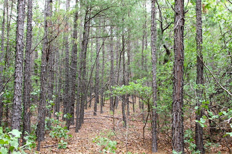 Trophy Ridge Phase II Tract 95 photo 6
