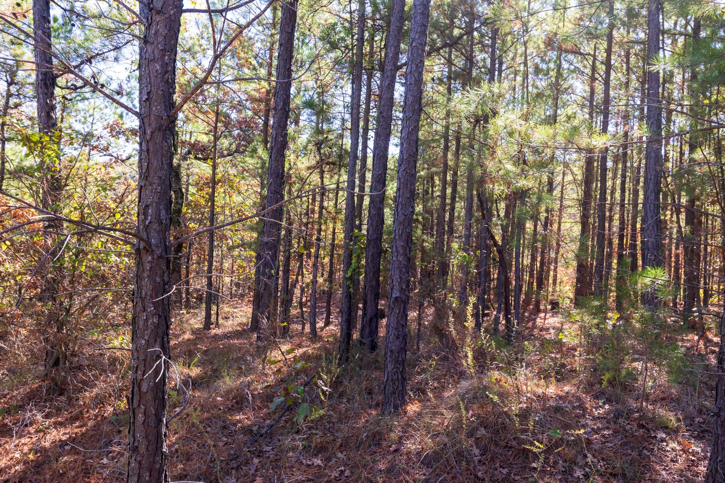 Stone Bridge Reserve Tract 23 photo 7