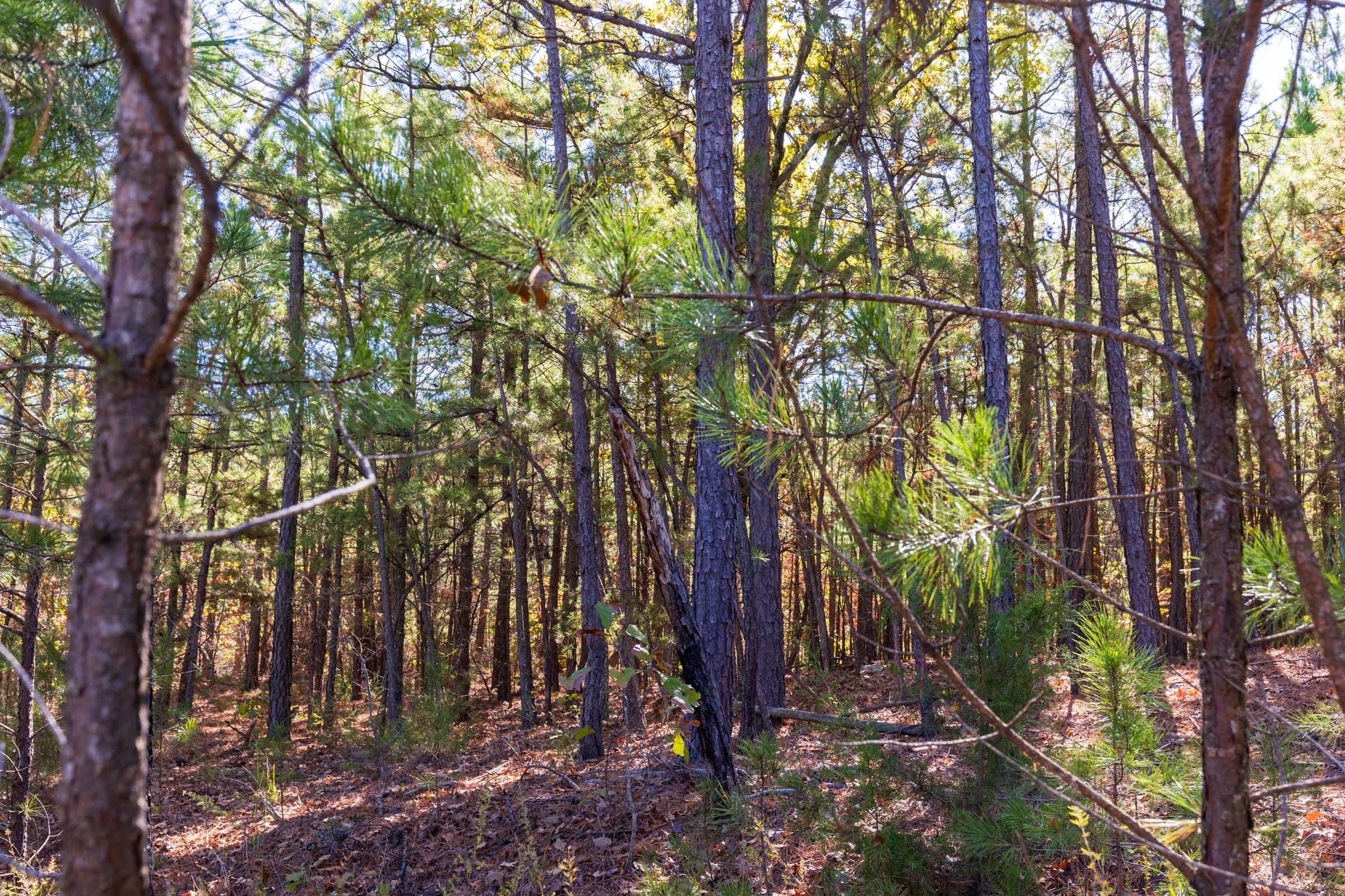 Stone Bridge Reserve Tract 23 photo 5
