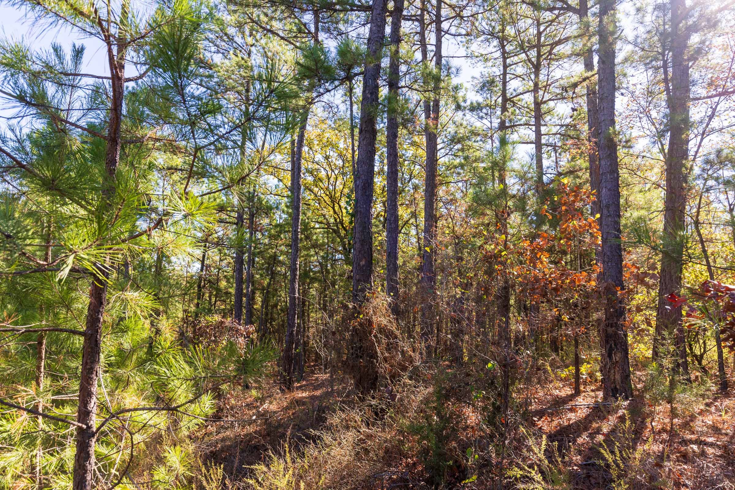 Stone Bridge Reserve Tract 23 photo 3