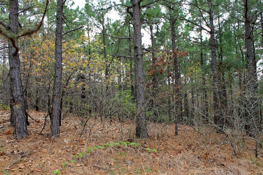 Trophy Ridge Phase III Tract 43 photo 2