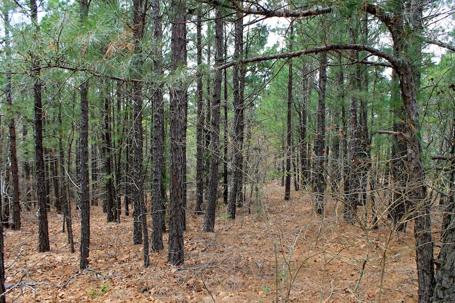 Trophy Ridge Phase III Tract 43 photo 3