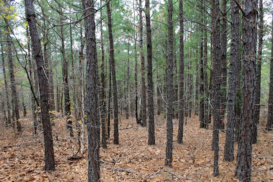 Trophy Ridge Phase III Tract 43 photo 4