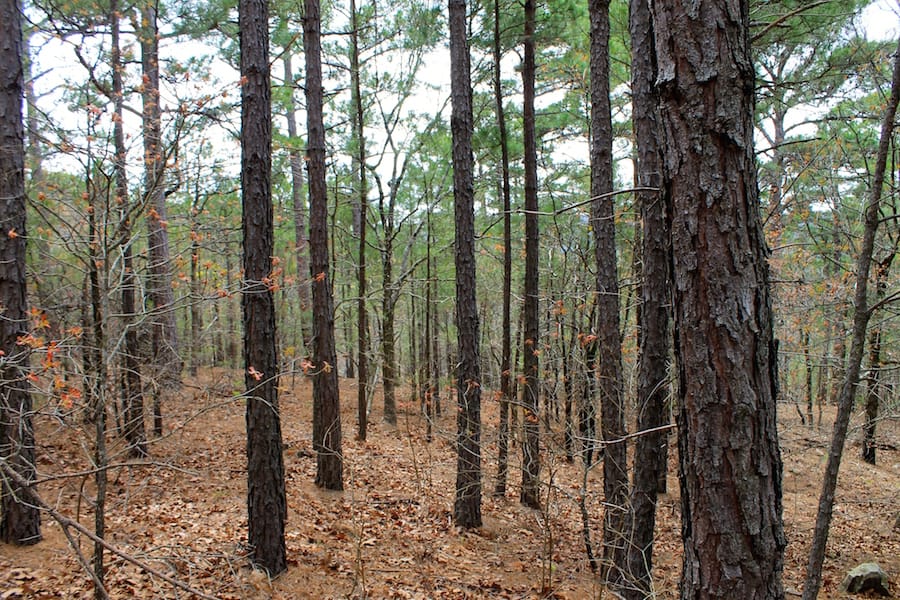 Trophy Ridge Phase III Tract 43 photo 5